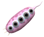 Minno - Spore