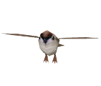 Bird - Nintendogs + Cats