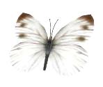 Butterfly - Nintendogs + Cats