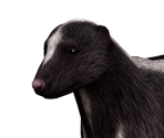 Stinky Skunk - The Sims 2