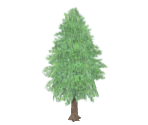Cedar Tree - Nintendogs + Cats