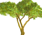 Acacia Tree - FeralHeart