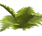 Fern - FeralHeart