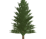 Fir Tree - FeralHeart