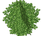 Large Shrub - FeralHeart