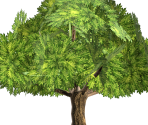 Oak Tree - FeralHeart