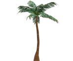 Palm Tree - FeralHeart