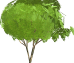 Savannah Tree - FeralHeart