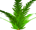 Small Fern 1 - FeralHeart