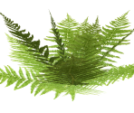 Small Fern 2 - FeralHeart