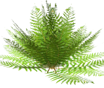 Small Fern 3 - FeralHeart