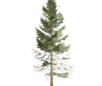 Tall Fir Tree - FeralHeart