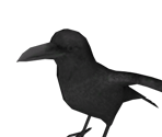 Crow - Shadows of the DAMNED