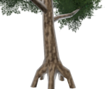 Tree - Pokémon Sword / Shield