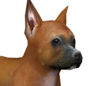 Boxer - Nintendogs
