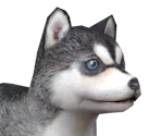 Siberian Husky - Nintendogs