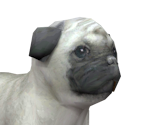Pug - Nintendogs