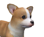 Pembroke Welsh Corgi - Nintendogs