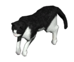 Cat (Schrödinger) - BioShock 2