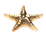 Starfish - BioShock 2