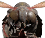 Bloatfly - Fallout 4