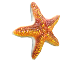 Orange Starfish - Kameo: Elements of Power