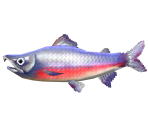 Salmon - Animal Crossing: New Leaf