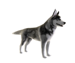 Husky - Avatar Marketplace