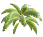Palm Tree Leaves - ARMS