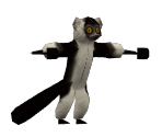 Lemur Drummer - Madagascar