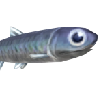 Anchovy - Animal Crossing: New Horizons