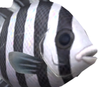 Barred Knifejaw - Animal Crossing: New Horizons