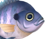 Bluegill - Animal Crossing: New Horizons