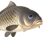 Carp - Animal Crossing: New Horizons