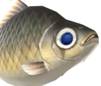 Crucian Carp - Animal Crossing: New Horizons