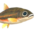 Dace - Animal Crossing: New Horizons