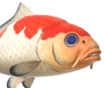 Koi - Animal Crossing: New Horizons