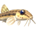 Loach - Animal Crossing: New Horizons
