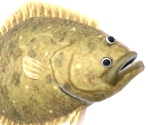 Olive Flounder - Animal Crossing: New Horizons