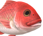 Red Snapper - Animal Crossing: New Horizons