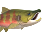 Salmon - Animal Crossing: New Horizons