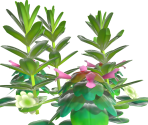 Spring Weeds - Animal Crossing: New Horizons