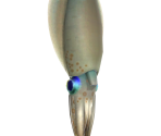 Squid - Animal Crossing: New Horizons