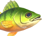 Yellow Perch - Animal Crossing: New Horizons