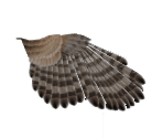 Bird Wing - LittleBigPlanet