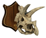 Triceratops Trophy - Super Mario Odyssey