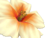 Hibiscus Flower - Nintendogs