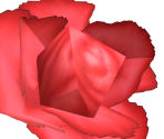 Rose - Nintendogs