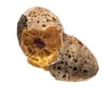 Deathclaw Egg - Fallout 4