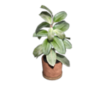 Potted Plant - Injustice: Gods Among Us